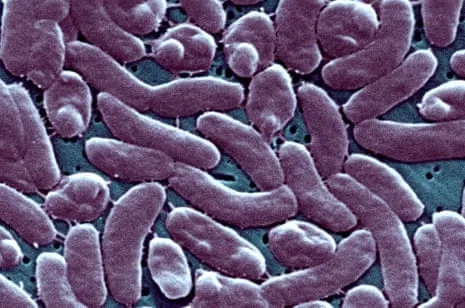 Louisiana Records 5 Deaths from Necrotizing Bacteria in Gulf Waters